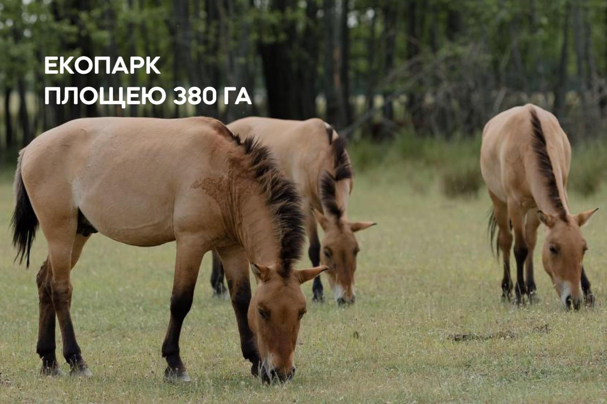 Dereville Sokolovka Exterior foto